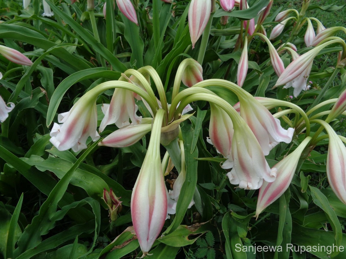 Crinum latifolium L.